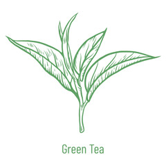 Green tea, leaves. Hand drawn sketch vector illustration. Floral branch organic linear drawing. Chinese green tea, hot drink. Black leaf on white background.