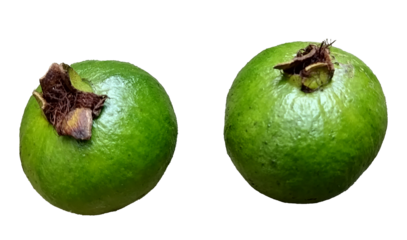 a pair of guava isolated on a transparent background