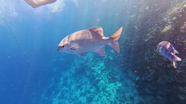 Humpnose big-eye bream (Monotaxis grandoculis) swims slowly downward against the background of a blue water column penetrated by the sun's rays, close-up.
