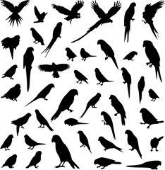 Birds Sillihutte different pose 