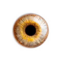 Realistic brown human iris close-up, isolated on white. Perfect for medical themes, eye-care visuals, or identity and vision-related concepts.