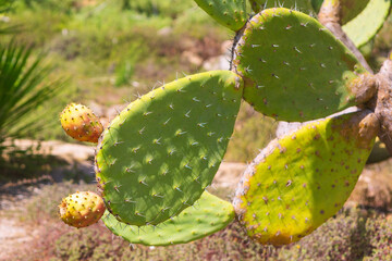 Prickly pear cactus with vibrant fruits nestled on its green, spiny pads. In softly blurred background, hints of natural terrain and scattered vegetation evoke a warm, arid landscape