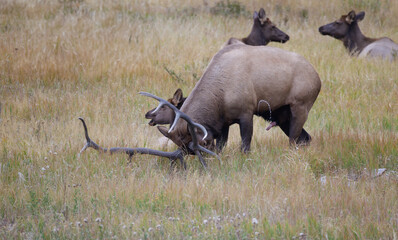 bull elk during rut tearing up grass and peeing on self great action