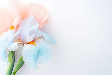 Fototapeta premium Elegant pale iris flower with soft lighting on white background. Suitable for nature, wedding, skincare, or feminine branding visuals. Light, airy, and delicate.