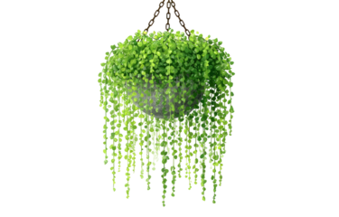 Hanging planter with cascading green foliage