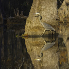 Great blue heron walks wades in front of base of bald cypress tree in Louisiana bayou with perfect...