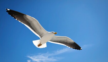 Fototapeta premium Seagull soaring in a vibrant blue sky