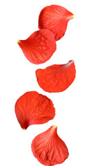 Red hibiscus petals falling on white background