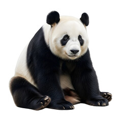 Fototapeta premium Adorable Giant Panda in Profile View.