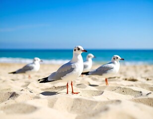 Fototapeta premium Seagulls on a sunny beach