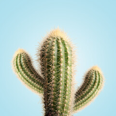 Green cactus with needles on light blue background