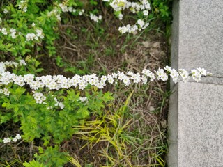 White flower of Fontanesia fortunei in bloom. It belongs to the family of Oleaceae.A branch of the spirea. Blooming spirea by white small flowers. Spirea wallpaper.selective focus