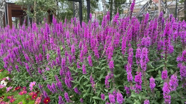 Blooming weeping grass in park. Lythrum salicaria or Salvia nemorosa