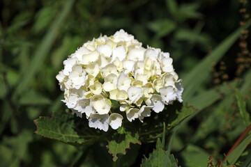 Sunlit cream coloured Hydrangea bloom, Kent, England
