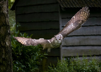 Siberian Eagle Owl or Bubo bubo sibiricus in flight coming face on with wings outspread wide wingspan
