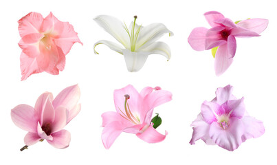Fototapeta premium Beautiful delicate flowers on white background. Gladiolus, lily and magnolia