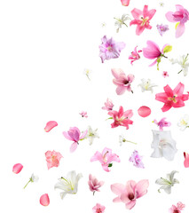 Beautiful delicate flowers and petals flying on white background
