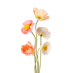 Beautiful poppies isolated on white. Delicate flowers