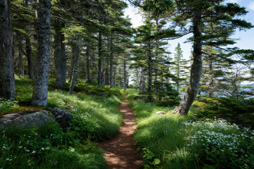 Fototapeta premium discover enchanting summer landscapes and nature across all states focusing on sundrenched forest trails of