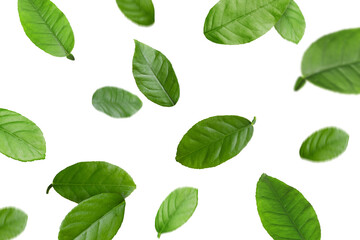 Green citrus leaves flying against white background