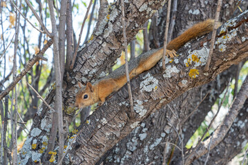 Squirrel navigating tree branches in a vibrant nature setting during daylight hours