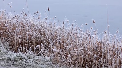 Frosty reeds and frozen lake in winter landscape. - Powered by Adobe