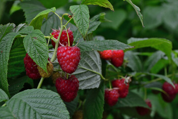 Raspberry Bush with Ripe Berries hanging on it
