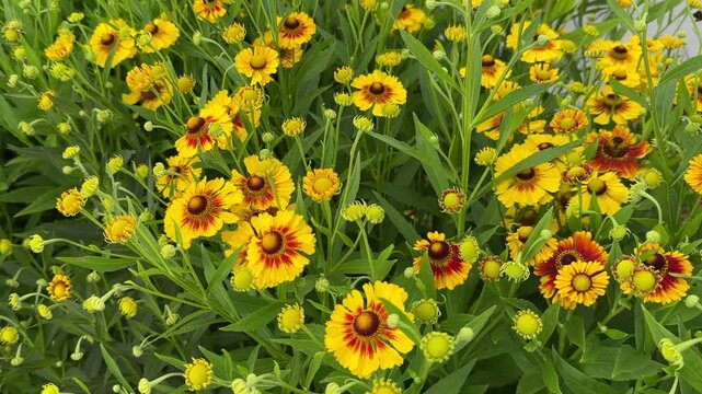 Beautiful little flowers of helenium. Helenium autumnale