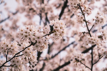 春の到来を告げる！満開の桜の風景、大阪、日本