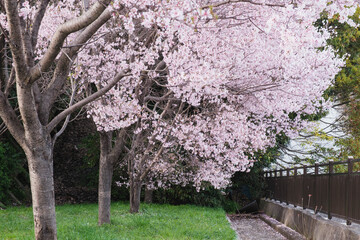 春の到来を告げる！満開の桜の風景、大阪、日本