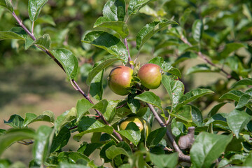 apple fruits on the tree in summer, central europe