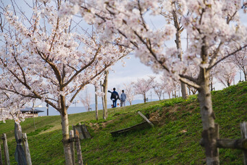 Fototapeta premium 満開の桜の下散歩する人々、大阪、日本