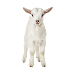 Adorable White Baby Goat Standing Proudly.