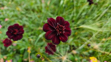 Sweden. Cosmos atrosanguineus, the chocolate cosmos, is a species of Cosmos, native to Mexico.   © Andrii