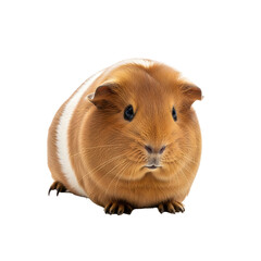Fototapeta premium Adorable Orange and White Guinea Pig Portrait.