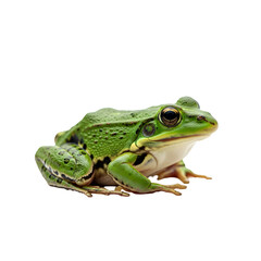Obraz premium Close-up of a Green Frog on White Background.