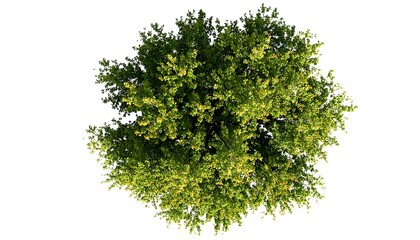 Overhead view of a lush green tree