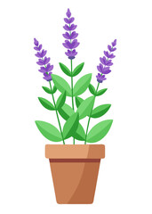 Illustration of potted lavender plant for home decor and gardening projects, purple flowers, green leaves
