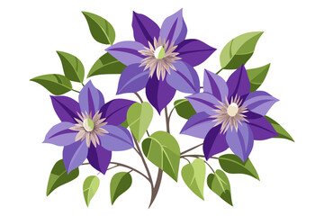 Beautiful clematis flower illustration vector design with purple petals and green leaves art floral