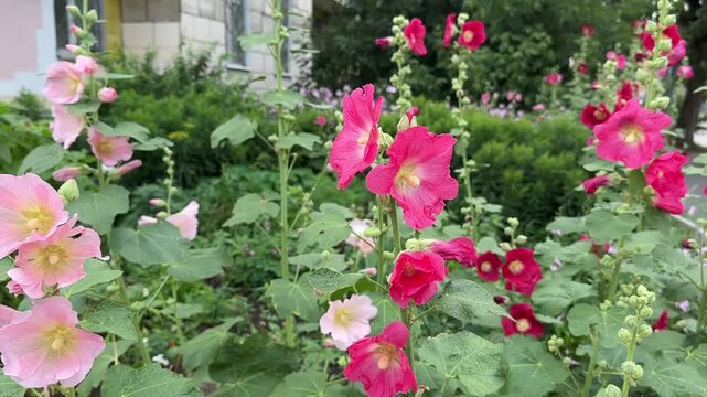 Bright pink and light pink hollyhocks in a flower bed in the city
