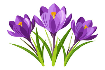 Fototapeta premium Vector illustration of purple crocus flowers spring floral bloom botanical garden design element
