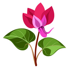 Obraz premium Cyclamen flower illustration, pink cyclamen drawing, floral design element, botanical art vector
