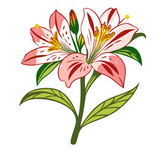 Beautiful pink alstroemeria flower drawing vector illustration floral design botanical art print decor gift idea