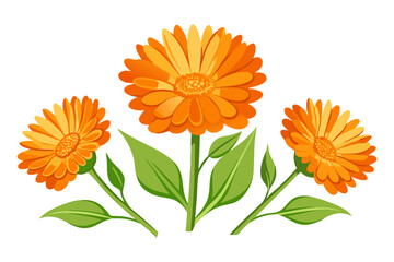 Beautiful calendula officinalis flower illustration vector design for botanical art print and decor