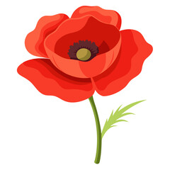 Fototapeta premium Beautiful red poppy flower illustration for floral design projects and remembrance day art needs