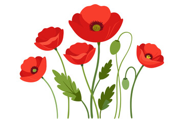 Beautiful red poppy flower vector art illustration for spring summer floral designs and backgrounds