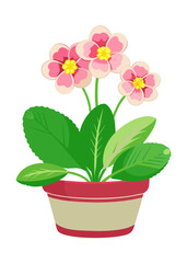 Beautiful primrose flower plant in pot illustration for spring garden floral design projects ideas