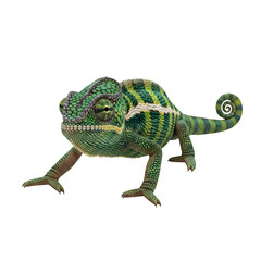 Obraz premium Colorful Chameleon in Profile View.