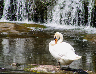 Graceful Swan by a Waterfall