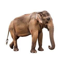 Obraz premium Asian elephant standing profile view isolated on a transparent background